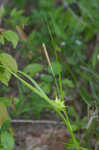 Greater bladder sedge